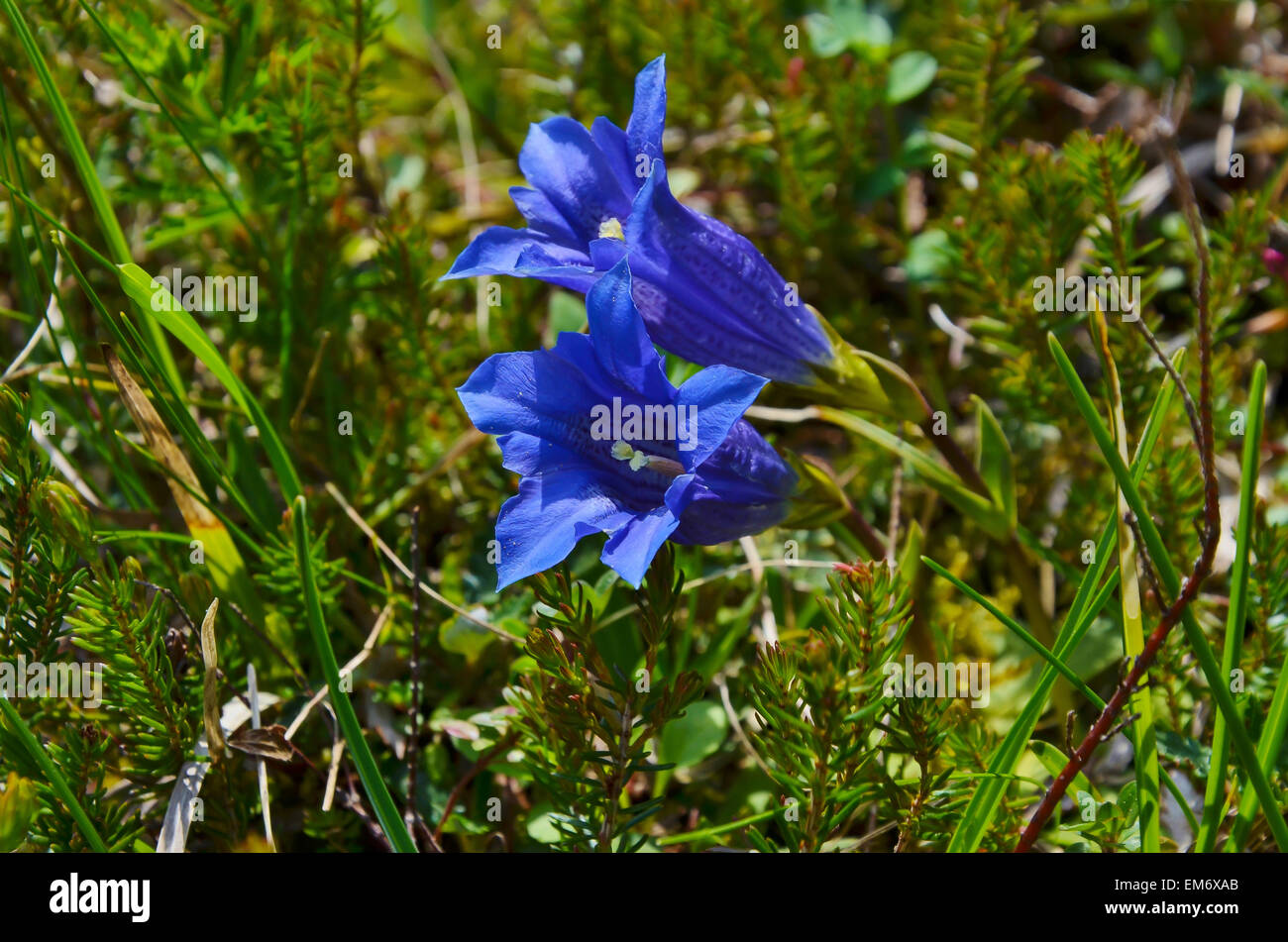One of the most characteristic flowers in the Alps - the stemless, blue gentian! Stock Photo