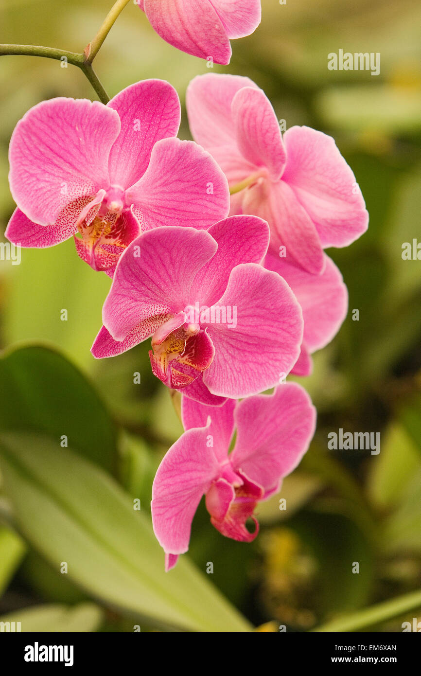 Variety of vibrant orchids hi-res stock photography and images - Alamy