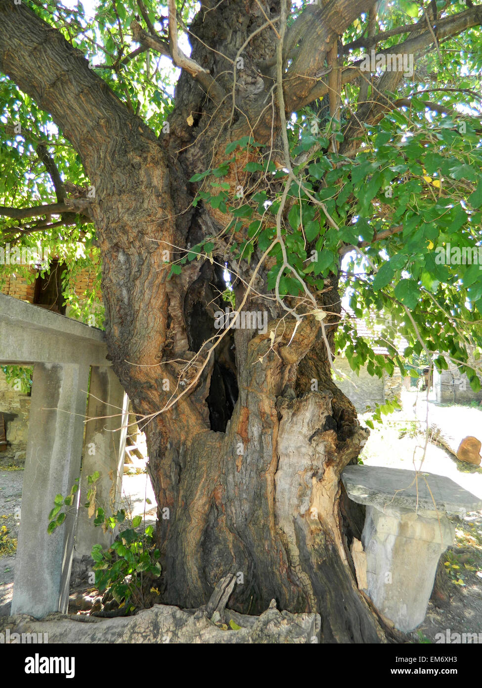 Tree of more than one hundred years old mulberry in the village and town traditional gathering of villagers. Stock Photo