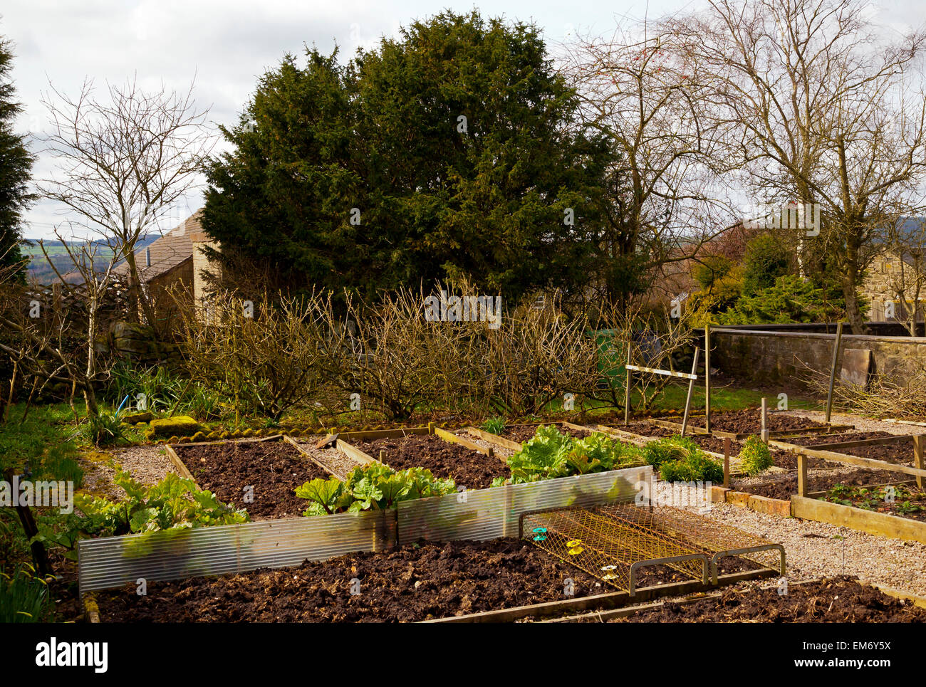 View over raised beds in a garden in early Spring Derbyshire England UK Stock Photo