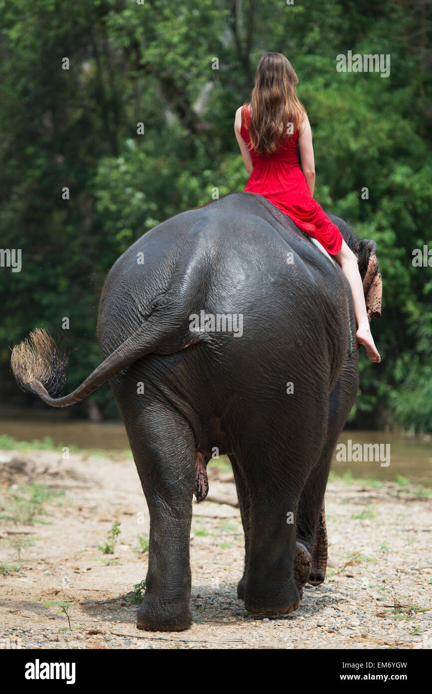Girl riding an elephant; Chiang Mai, Thailand Stock Photo Alamy