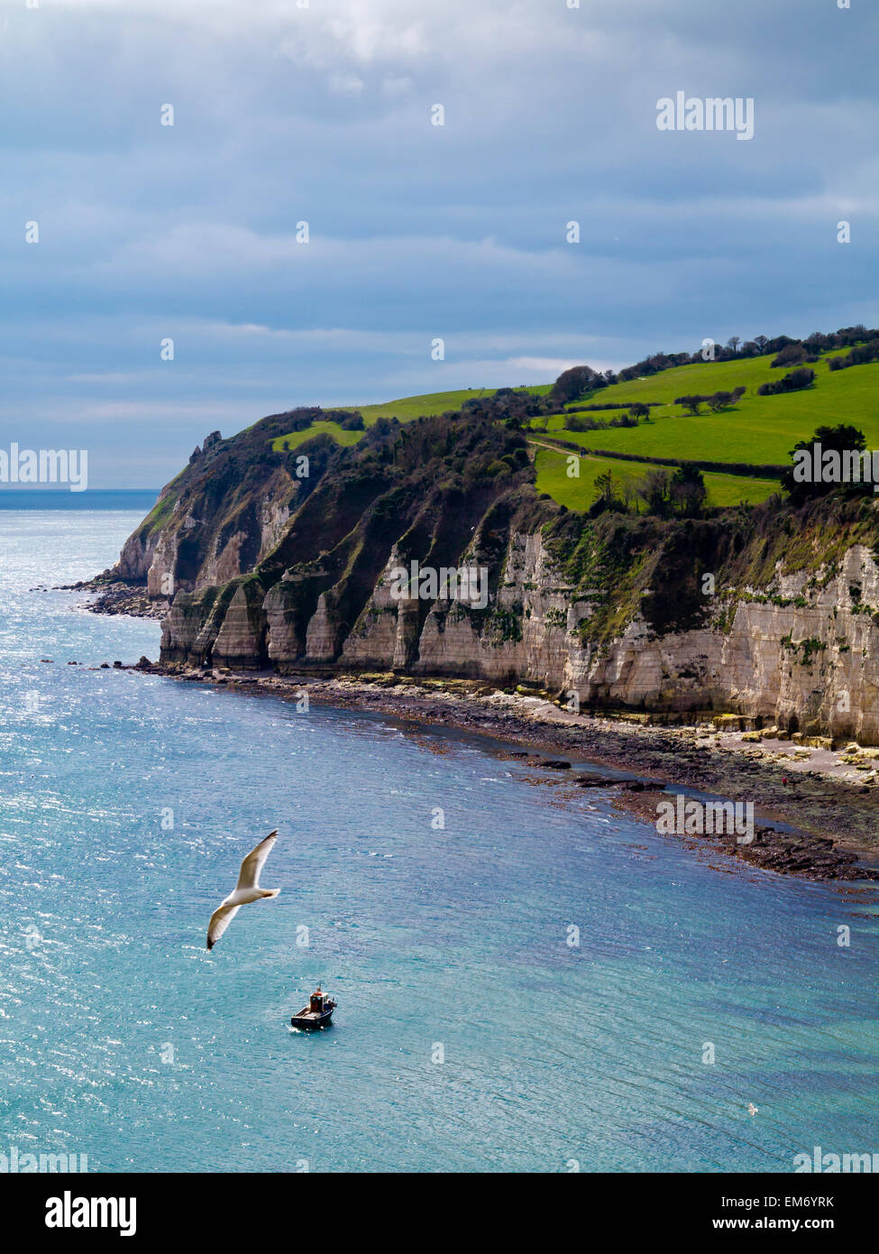 A view taken from the headland showing the cliffs and cove at Beer, Devon England UK with a seagull in the foreground Stock Photo