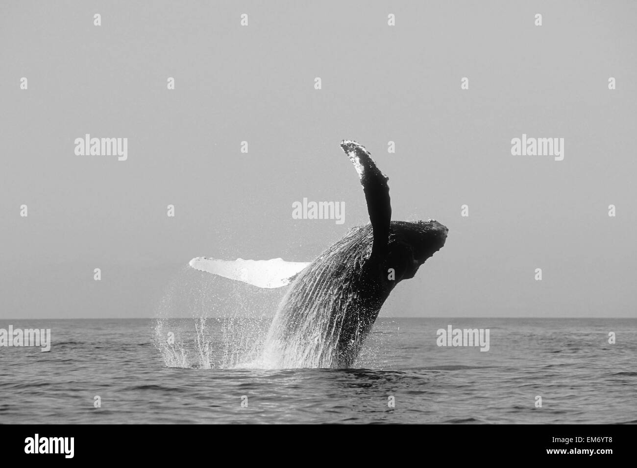 USA, Humpback Whale (Megaptera Novaeangliae) Breaching; Alaska Stock ...