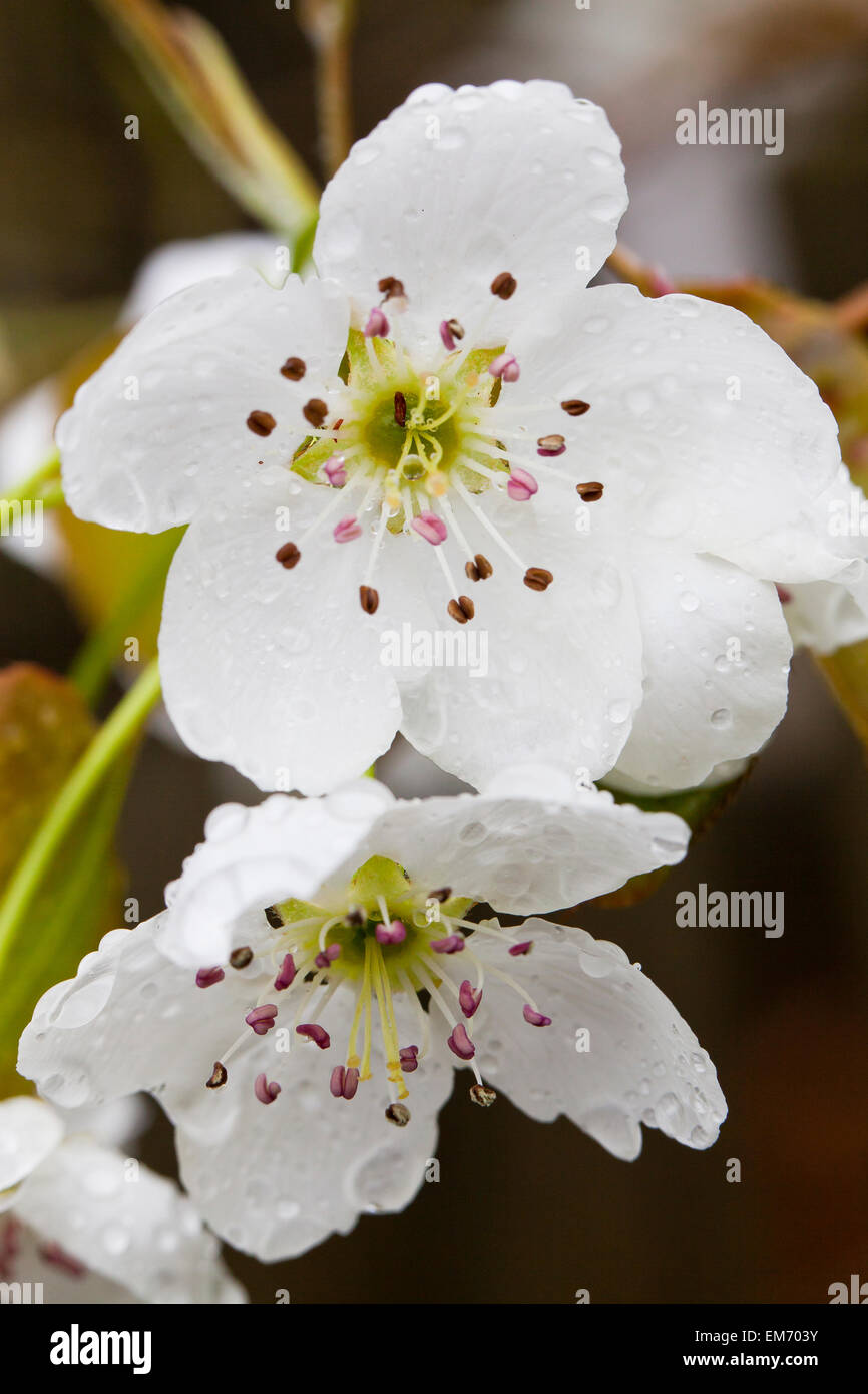 Asian pear tree  blossoms (Pyrus pyrifolia) Stock Photo