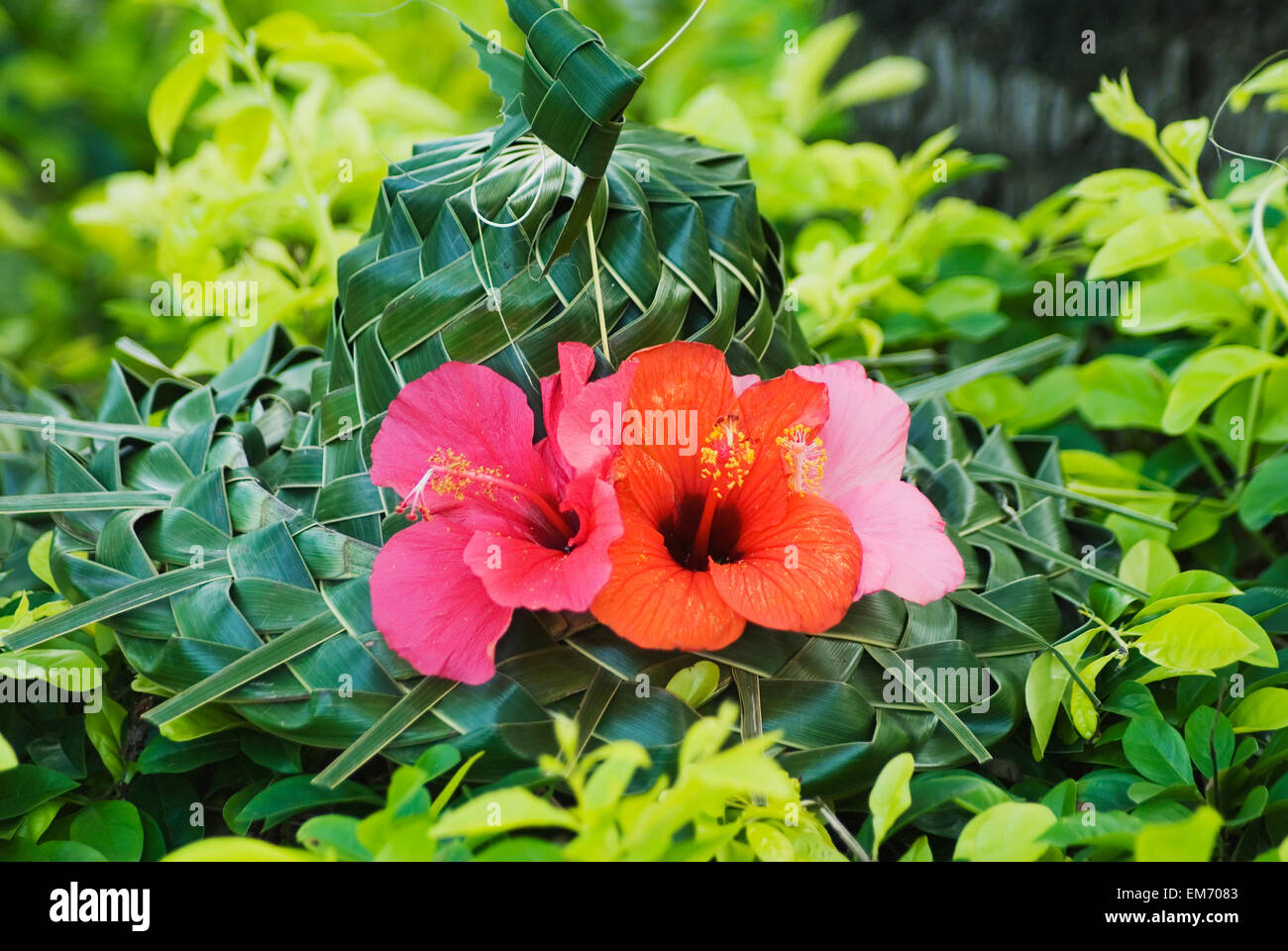 Green Lauhala Hat With Red And Pink Hibiscus Flowers. Stock Photo