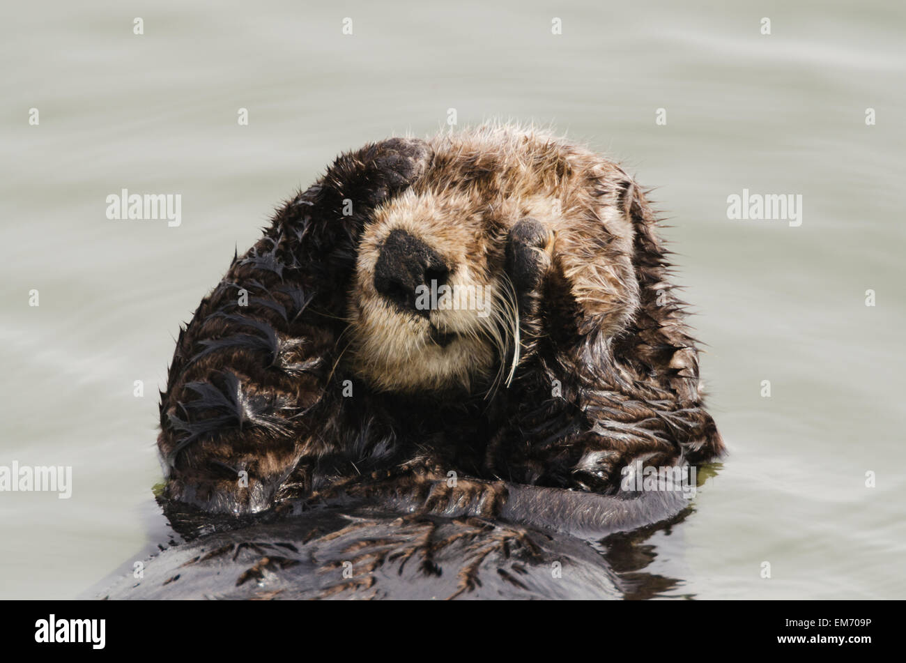Sea Otter California Grooming Hi res Stock Photography And Images Alamy Sea Otter California Grooming Hi res Stock Photography And Images Alamy