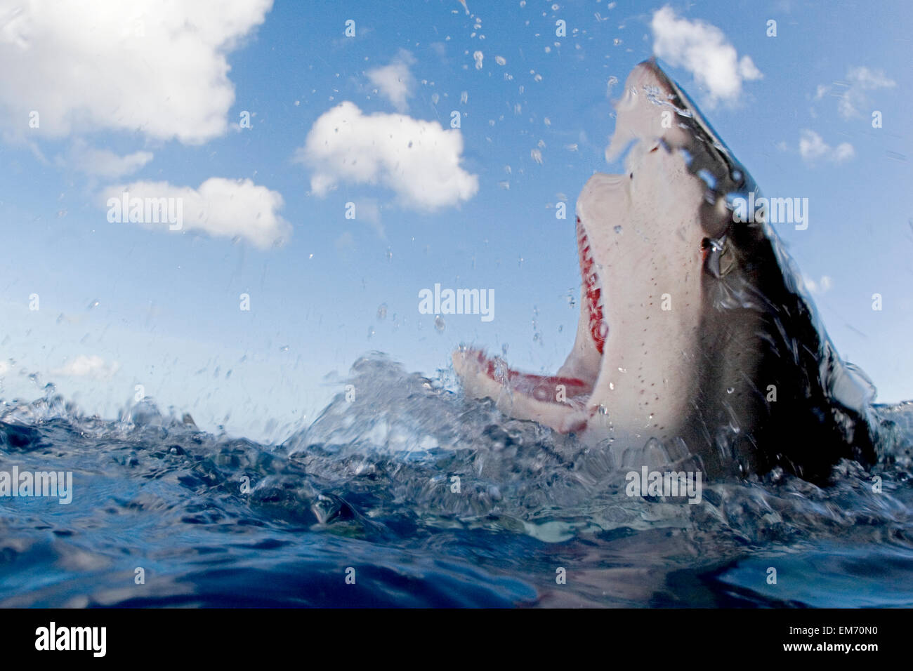 Hawaii, Oahu, North Shore, Galapagos Shark Showing Teeth At Surface
