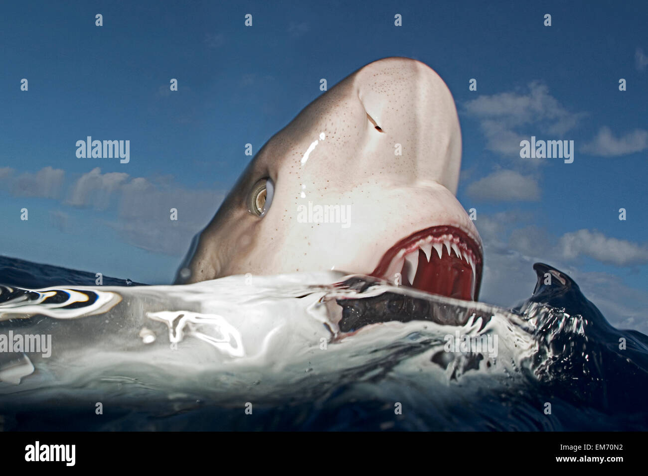 Hawaii, Oahu, North Shore, Galapagos Shark Showing Teeth At Surface