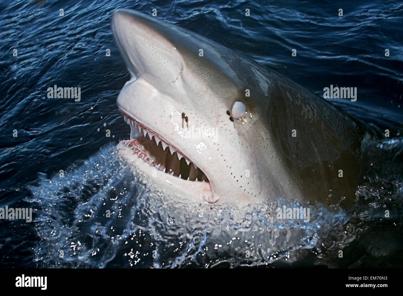 Hawaii, Oahu, North Shore, Galapagos Shark Showing Teeth At Surface