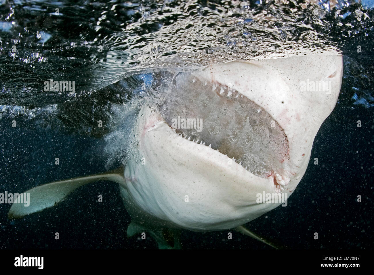 Hawaii, Oahu, North Shore, Galapagos Shark Showing Teeth At Surface