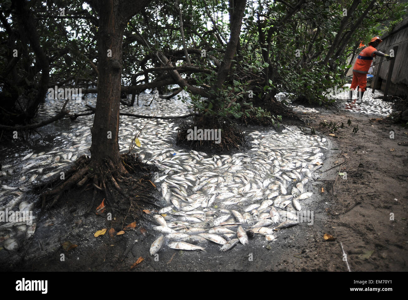 Rio de Janeiro, Brazil. 16th Apr, 2015. Dead fish in Rodrigo de Freitas ...