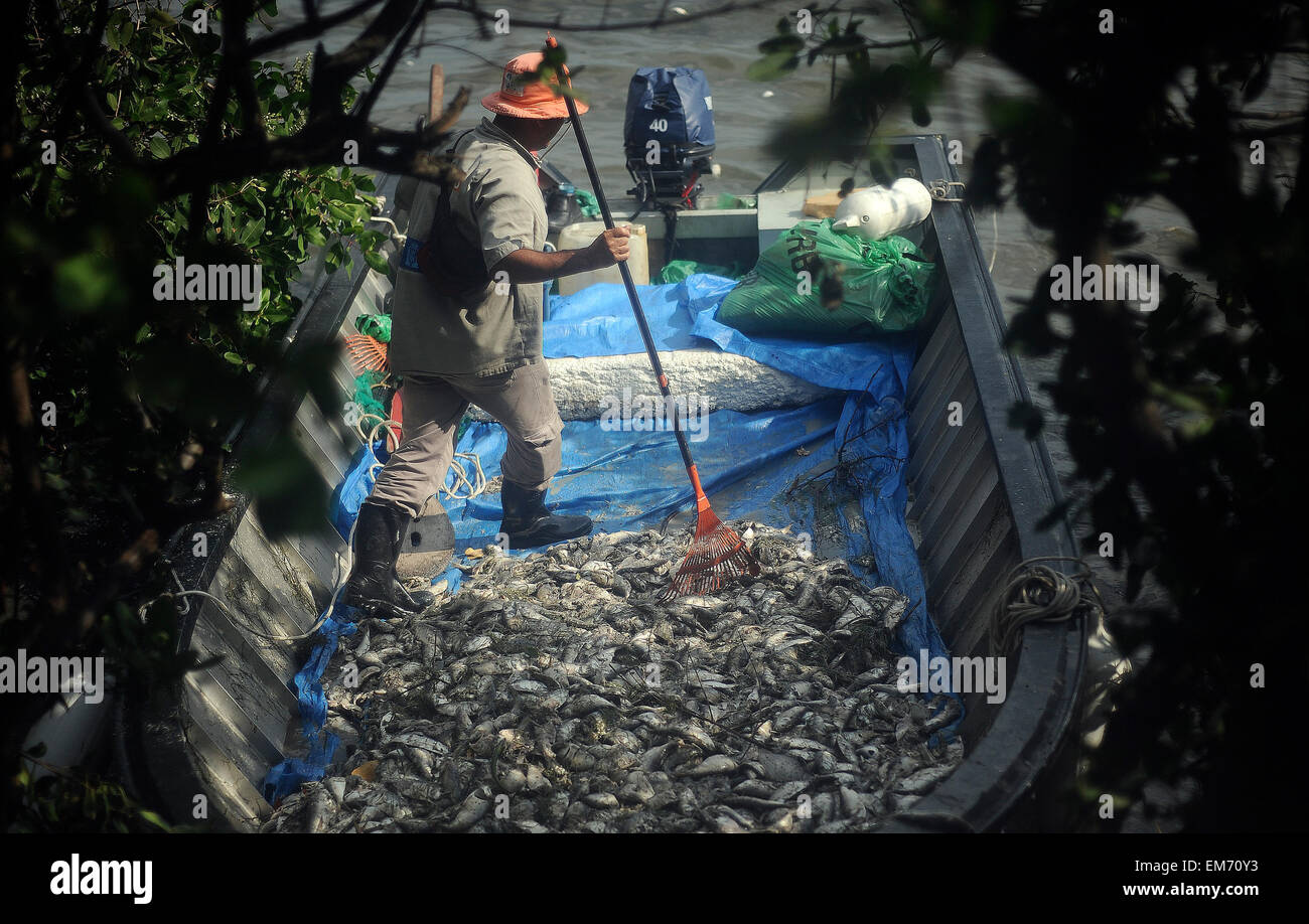 Rio de Janeiro, Brazil. 16th Apr, 2015. Dead fish in Rodrigo de Freitas ...