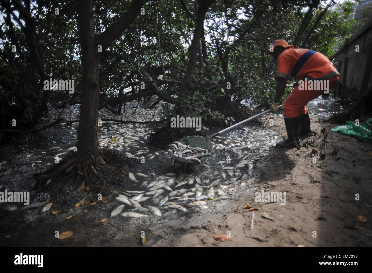 Rio de Janeiro, Brazil. 16th Apr, 2015. Dead fish in Rodrigo de Freitas ...