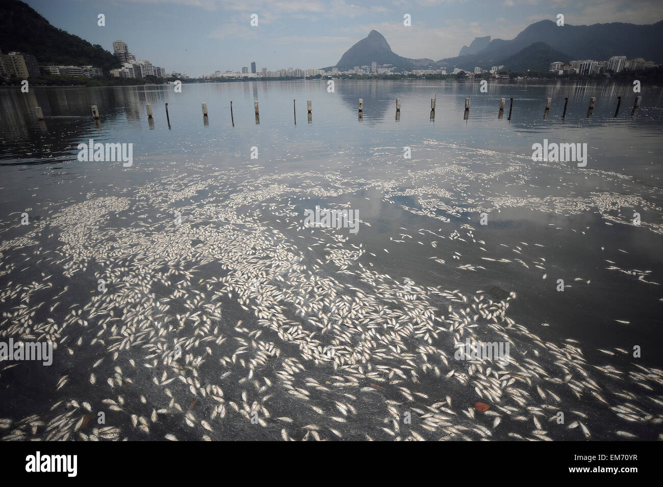 Rio de Janeiro, Brazil. 16th Apr, 2015. Dead fish in Rodrigo de Freitas ...