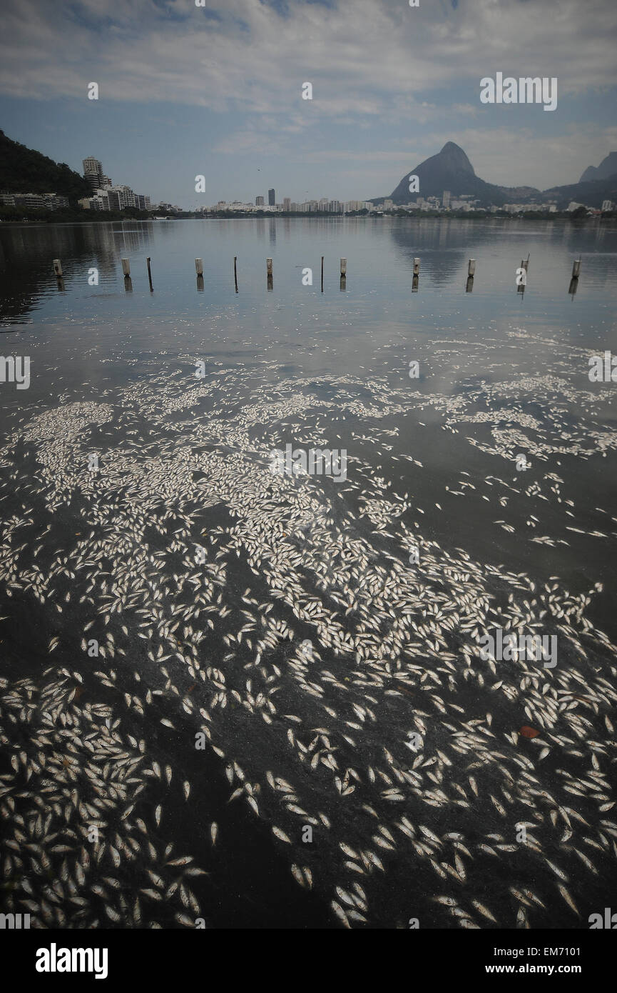 Rio de Janeiro, Brazil. 16th Apr, 2015. Dead fish in Rodrigo de Freitas ...