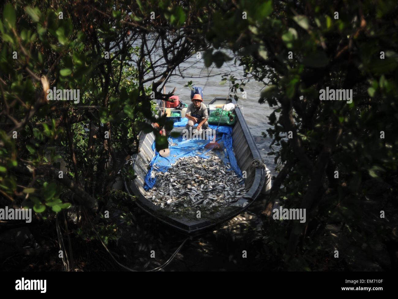 Rio de Janeiro, Brazil. 16th Apr, 2015. Dead fish in Rodrigo de Freitas ...
