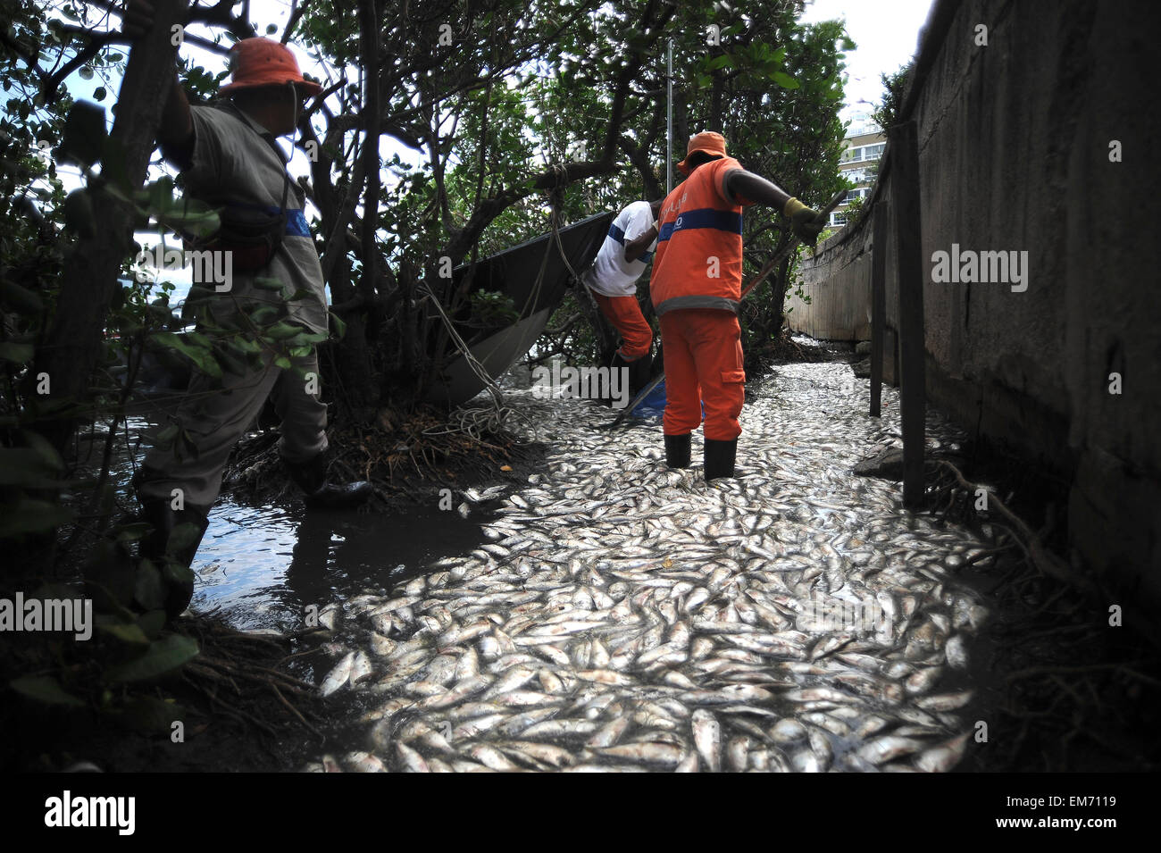 Rio de Janeiro, Brazil. 16th Apr, 2015. Dead fish in Rodrigo de Freitas ...