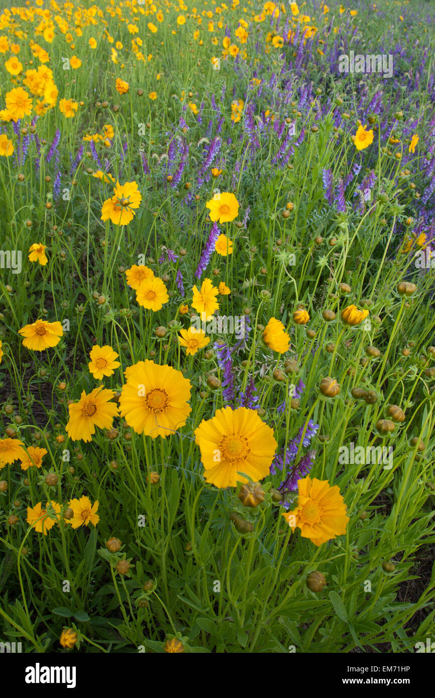 A field of wildflowers Stock Photo