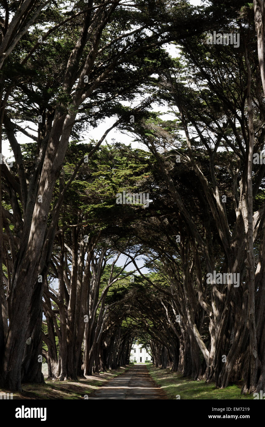 Point Rays Trees Driveway of Cypress trees in Point Reyes national seashore Stock Photo ...