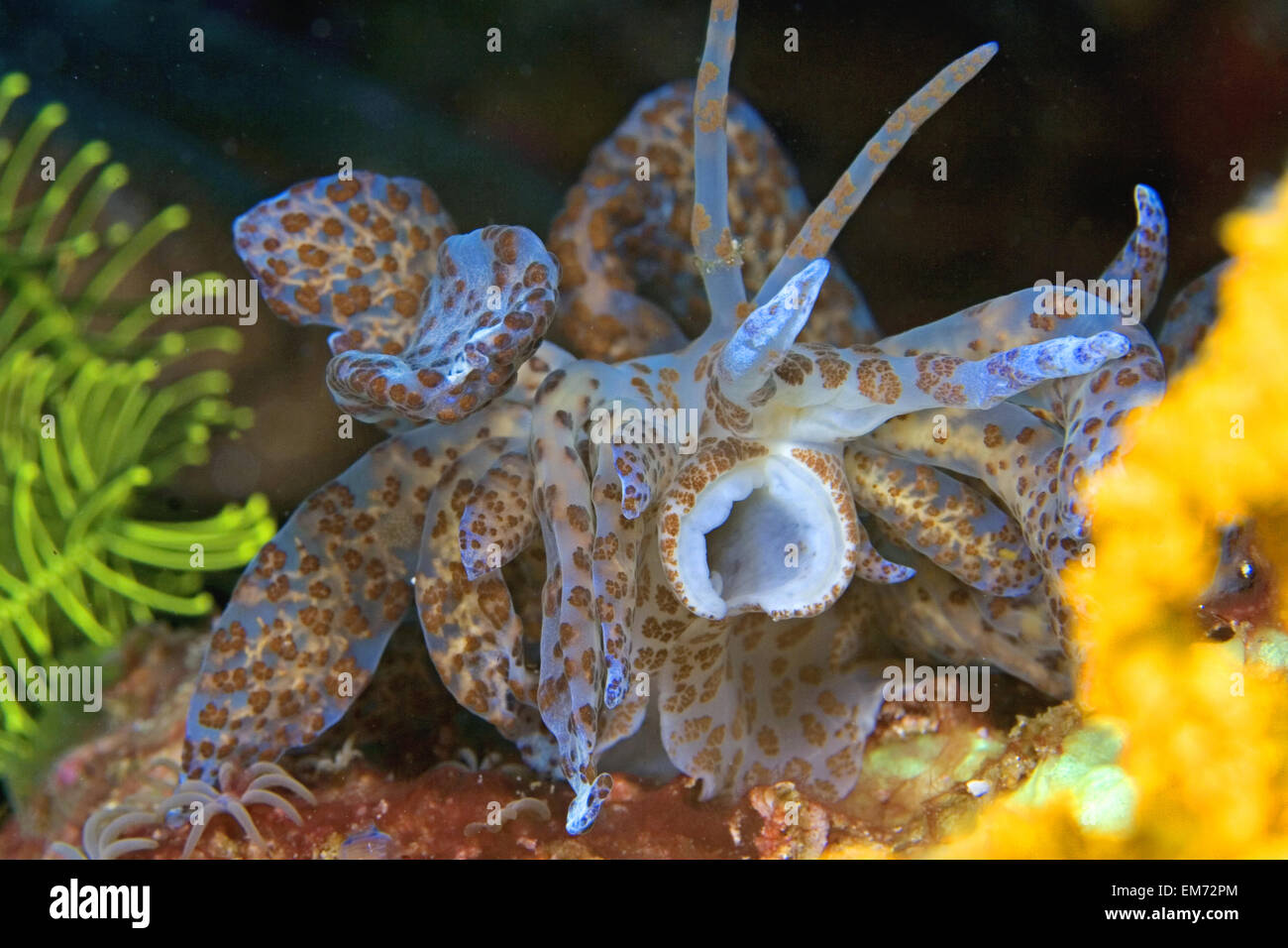 Indonesia, Solar powered Nudibranch (Phyllodesmium Longicirrum) large at 8 inches; Komodo Stock Photo