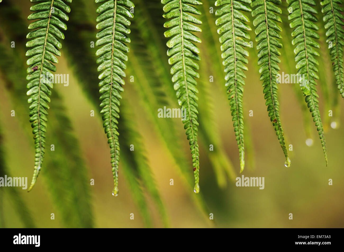 Hapuu fern hi-res stock photography and images - Alamy