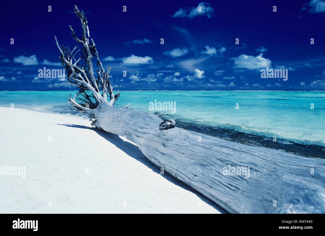French Polynesia, Tetiaroa (Marlon Brando's Island), Driftwood On White Sand Beach. Stock Photo
