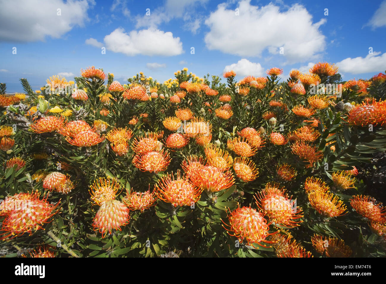 USA, Hawaiian Islands, Maui, Field of pink pincushion protea blossoms (Leucospermum) and blue sky with clouds; Kula Stock Photo