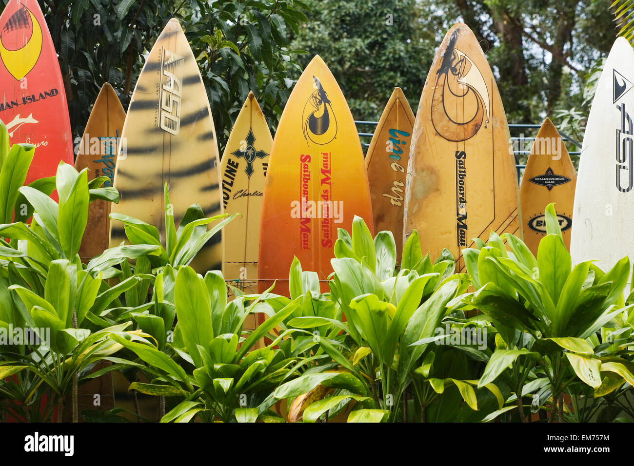 Hawaii, Maui, Haiku, Fence Made Out Of Surfboards Stock Photo Alamy