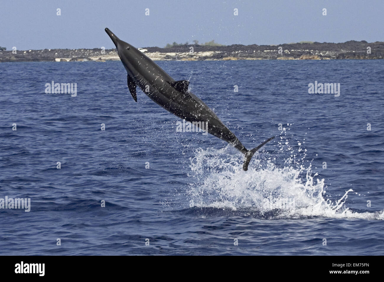 Hawaii, Big Island, Kona, Hawaiian LongSnouted Spinner Dolphin