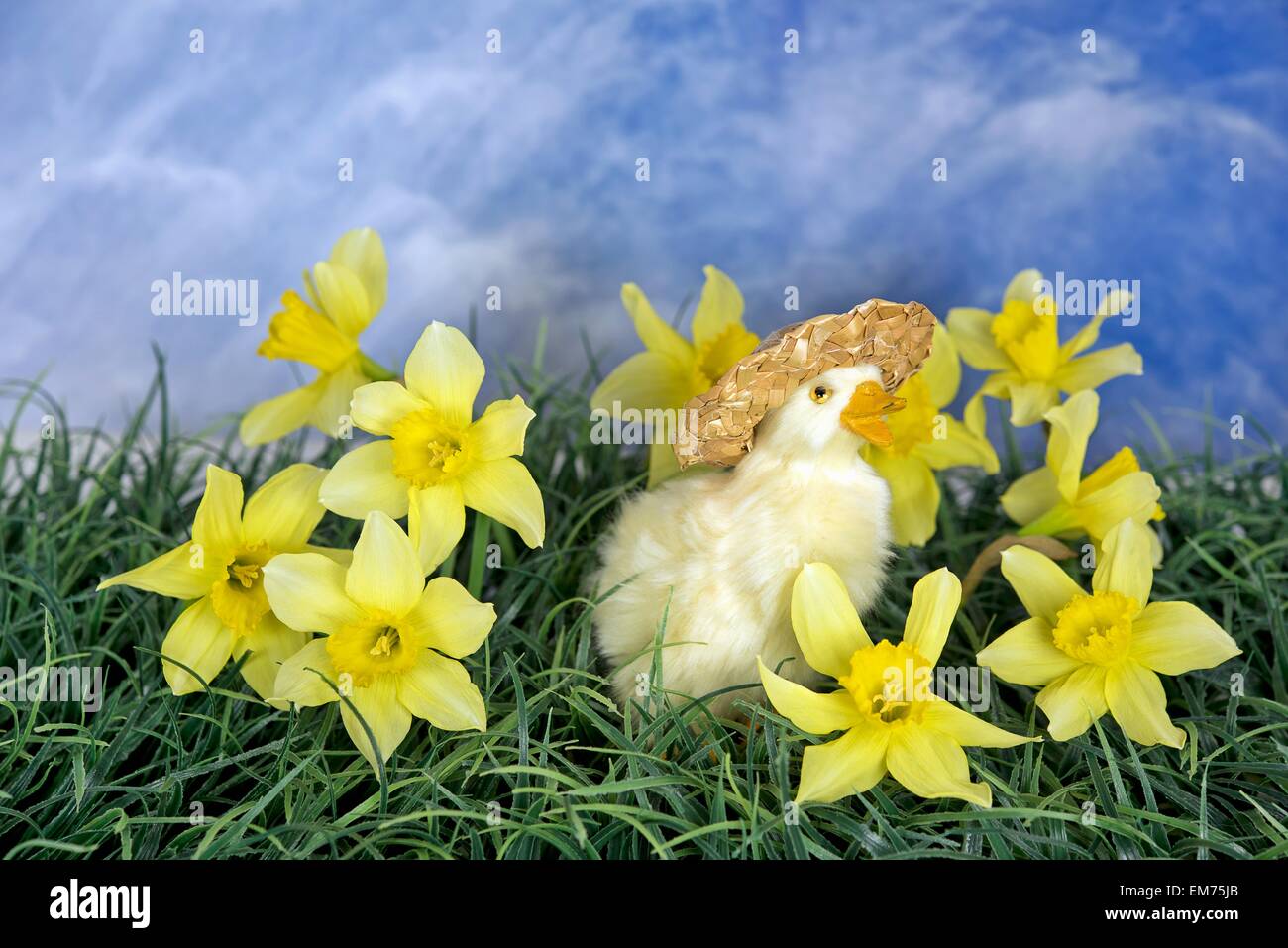 https://c8.alamy.com/comp/EM75JB/duckling-with-straw-hat-in-grass-with-spring-daffodils-EM75JB.jpg