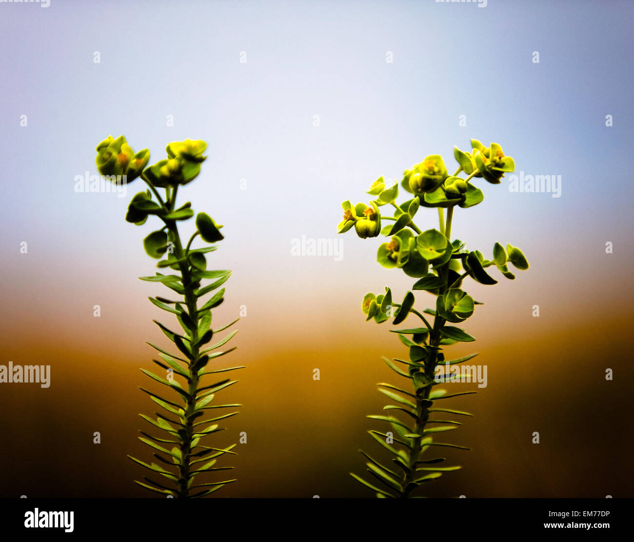 Strange yellow and green plants rising up against a blurry colorful gradient of earth and sky in a very shallow depth of field Stock Photo