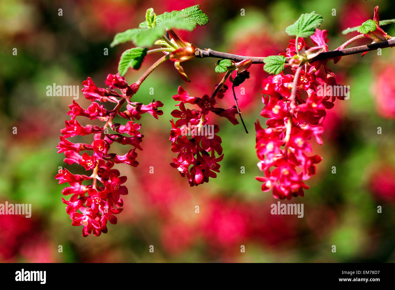 Ribes sanguineum 'Koja' currant Stock Photo