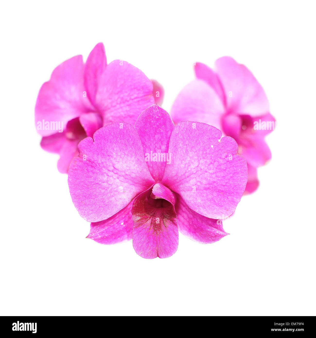 beautiful orchid flower isolated on white background Stock Photo - Alamy