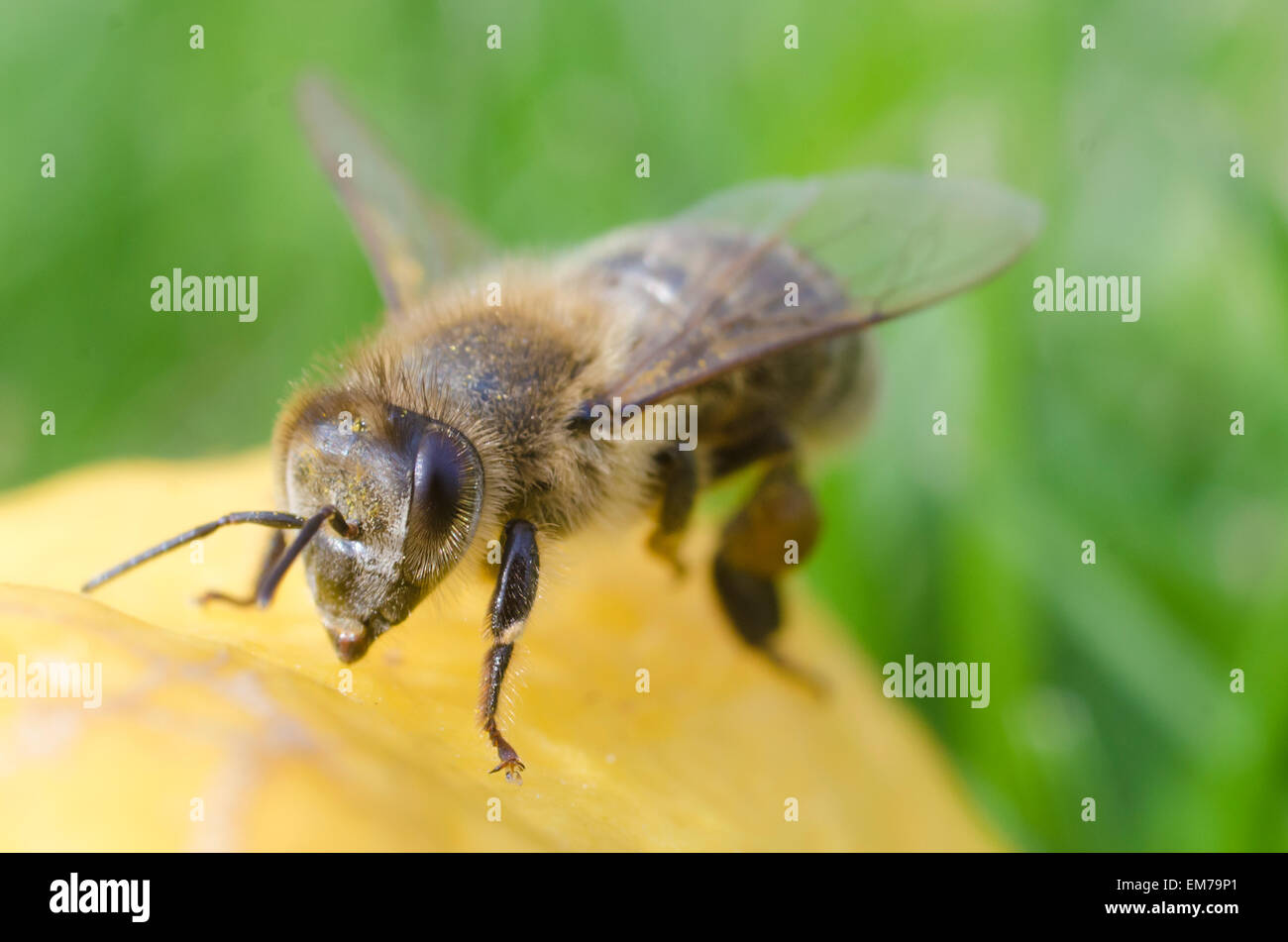 Honey bee up close on hive hi-res stock photography and images - Alamy