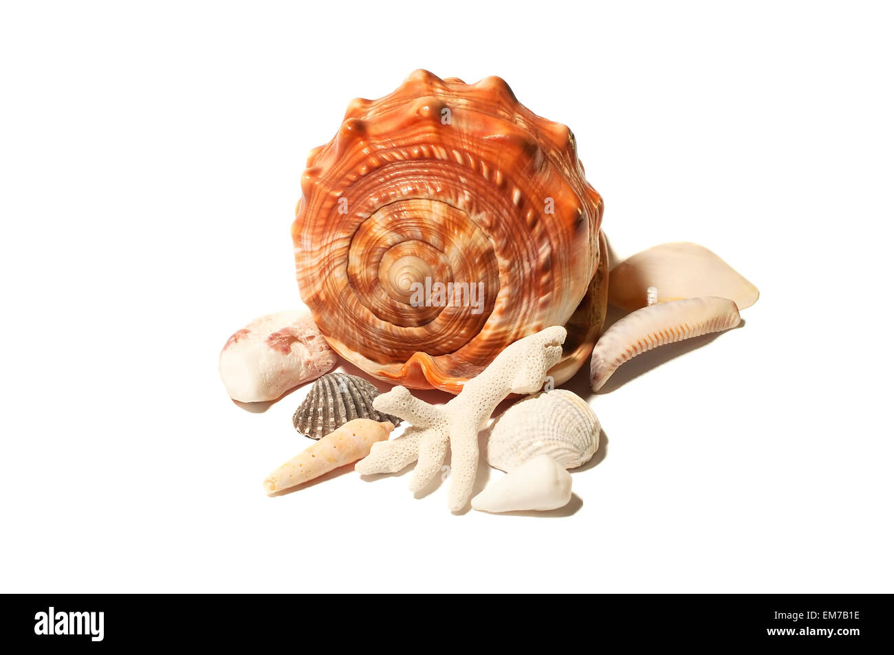 Sea and ocean shells isolated on white Stock Photo