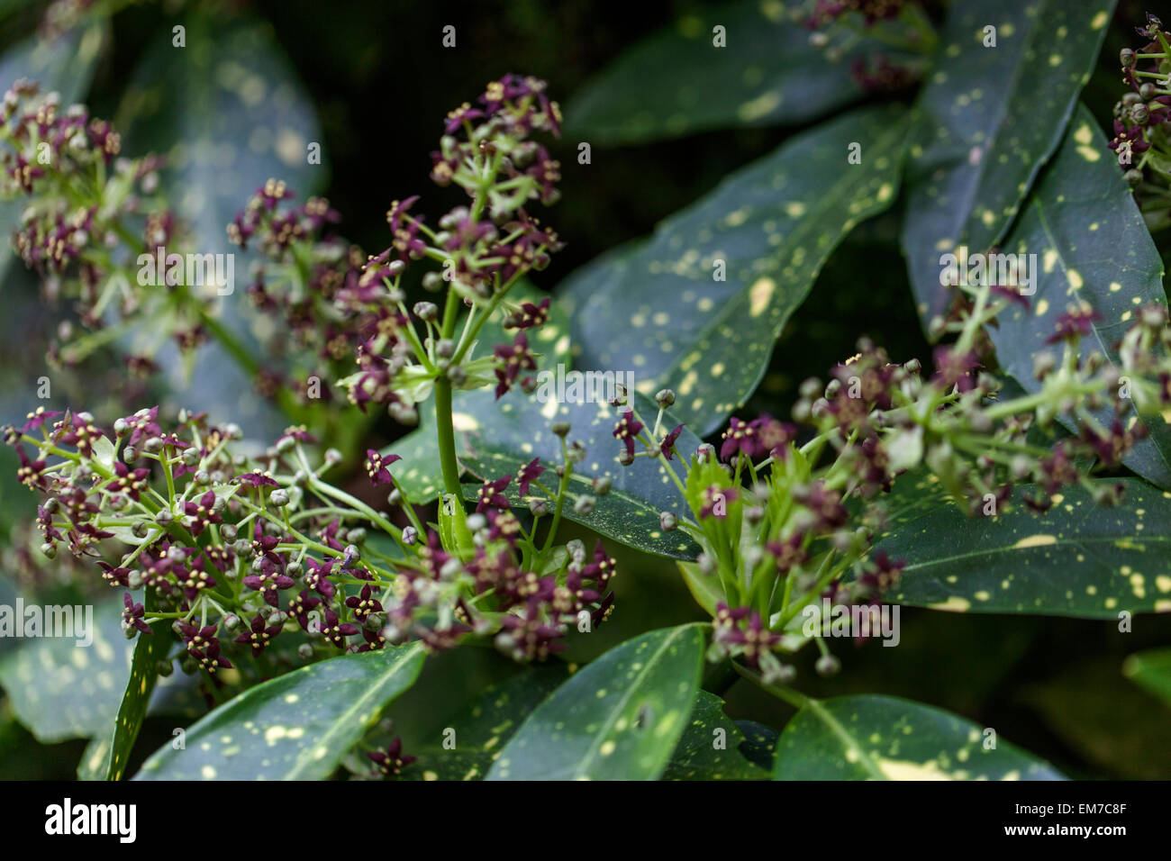 Aucuba japonica Variegata, Spotted laurel Stock Photo