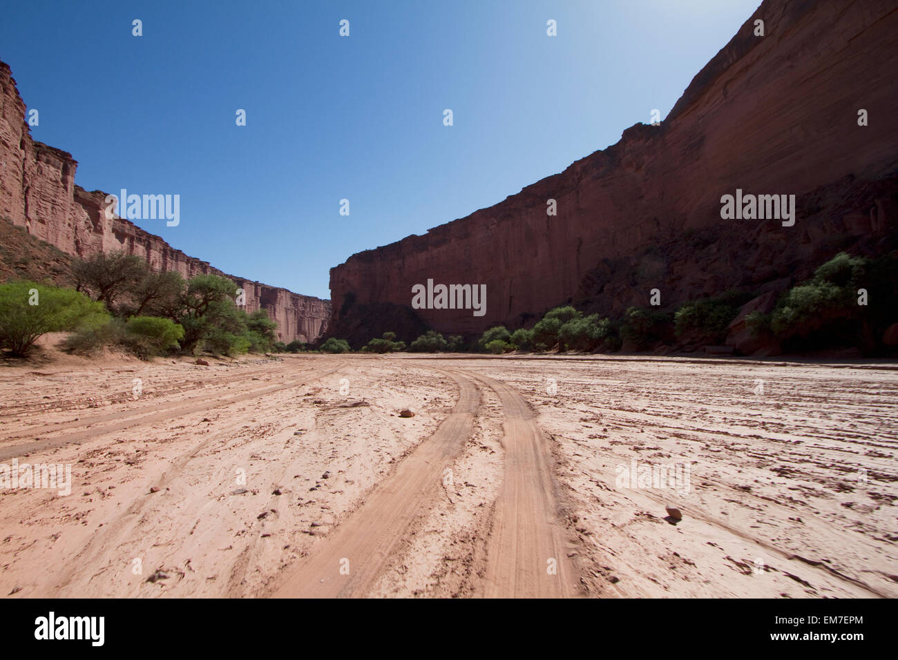 Brea trees in Talampaya Canyon, Talampaya National Park, La Rioja, Argentina Stock Photo