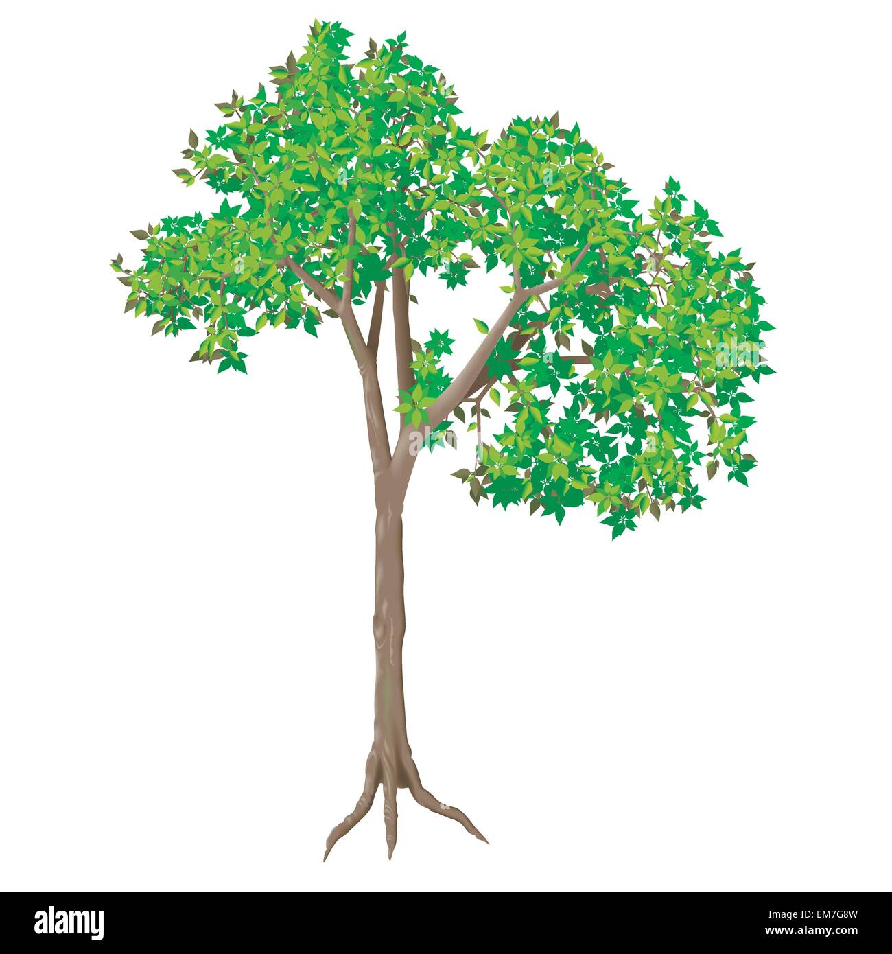 Spreading tree Stock Vector Images - Alamy