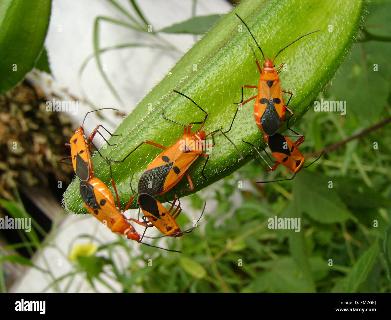 Mating milkweed bugs hi-res stock photography and images - Alamy