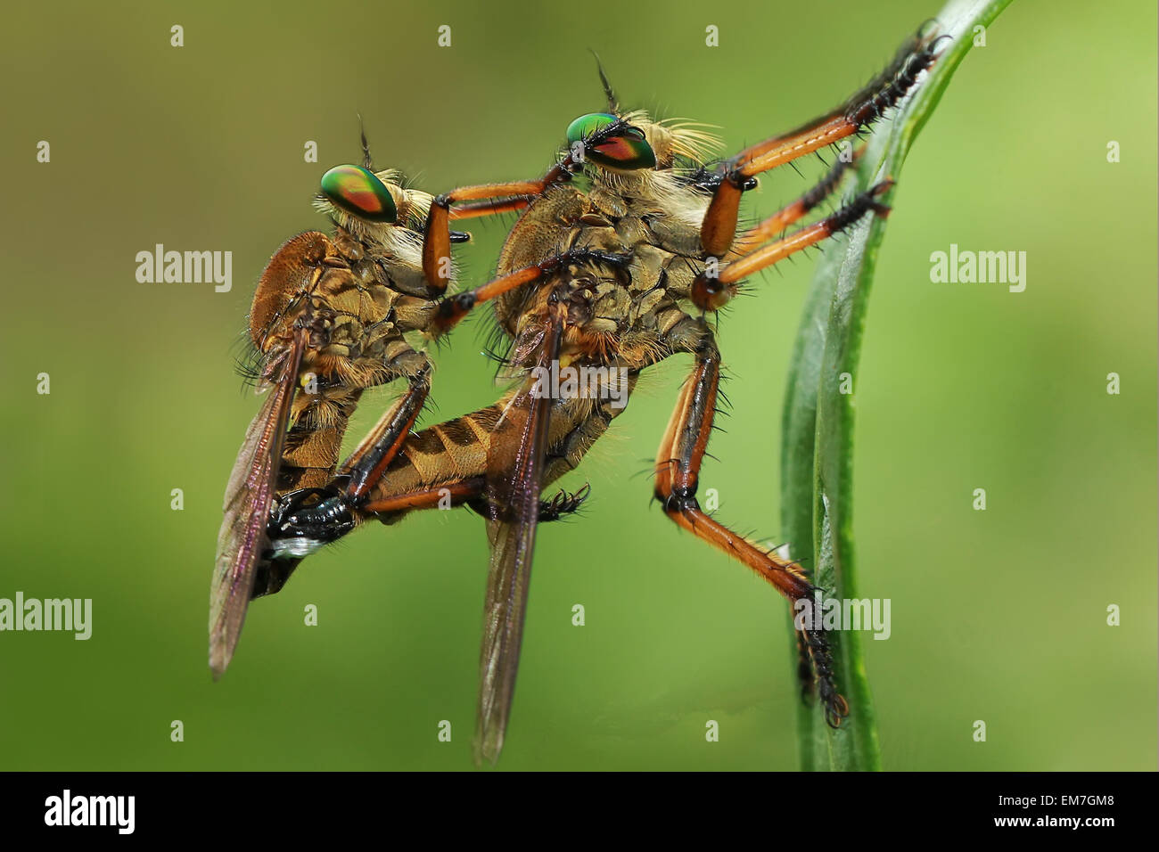 Insect robber fly mating hi-res stock photography and images - Alamy