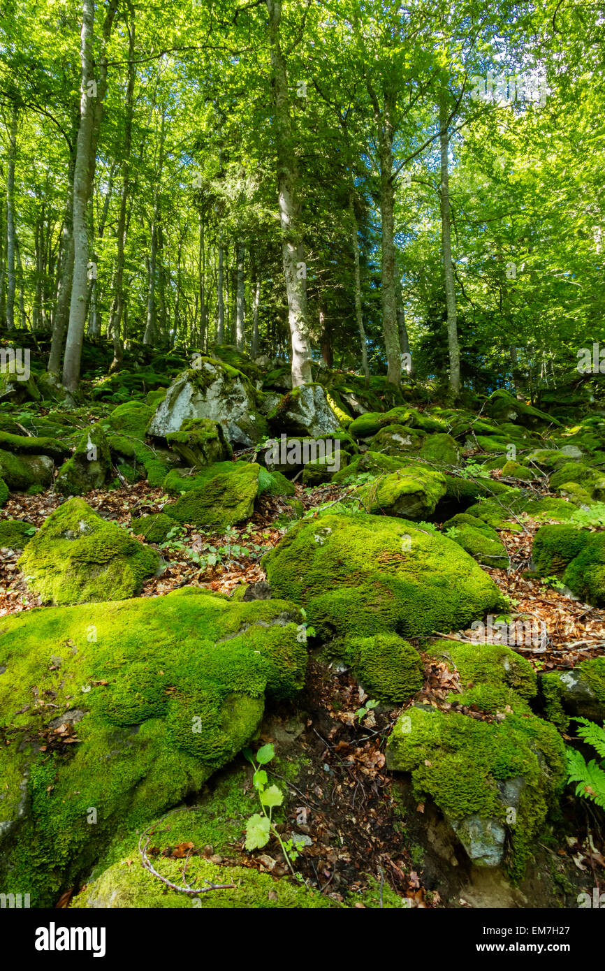 The Forest Of Ayre And Lisey, Bareges, Hautes Pyrenees, France Stock Photo