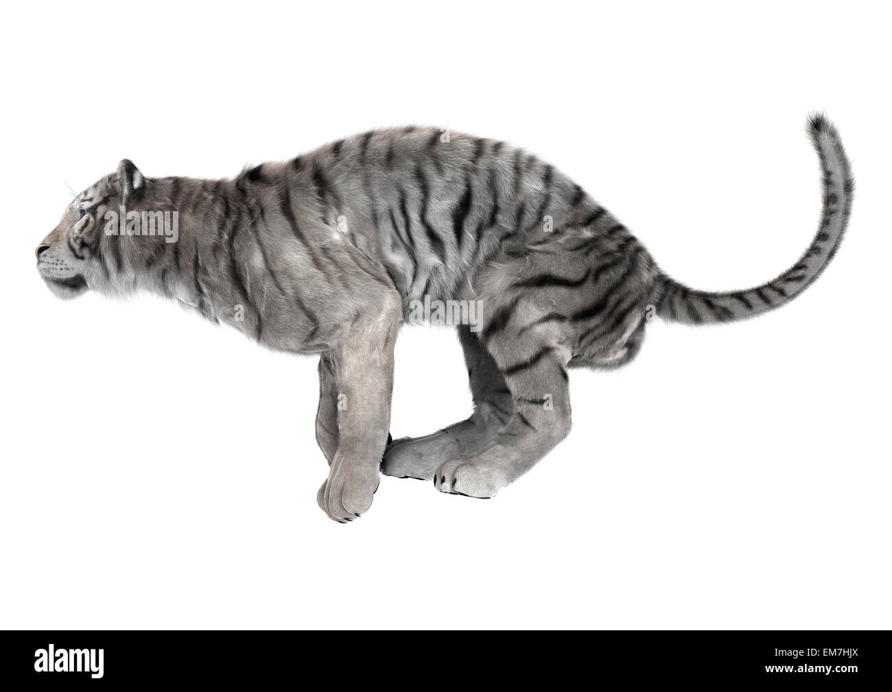 3D digital render of a white tiger ready to jump isolated on white background Stock Photo