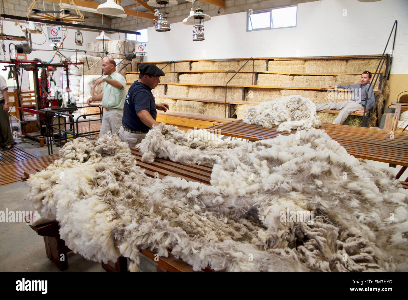 Vervagen woede Gloed Man sorting Merino sheep fleece on a table at Estancia San Guillermo,  Chubut, Argentina Stock Photo - Alamy