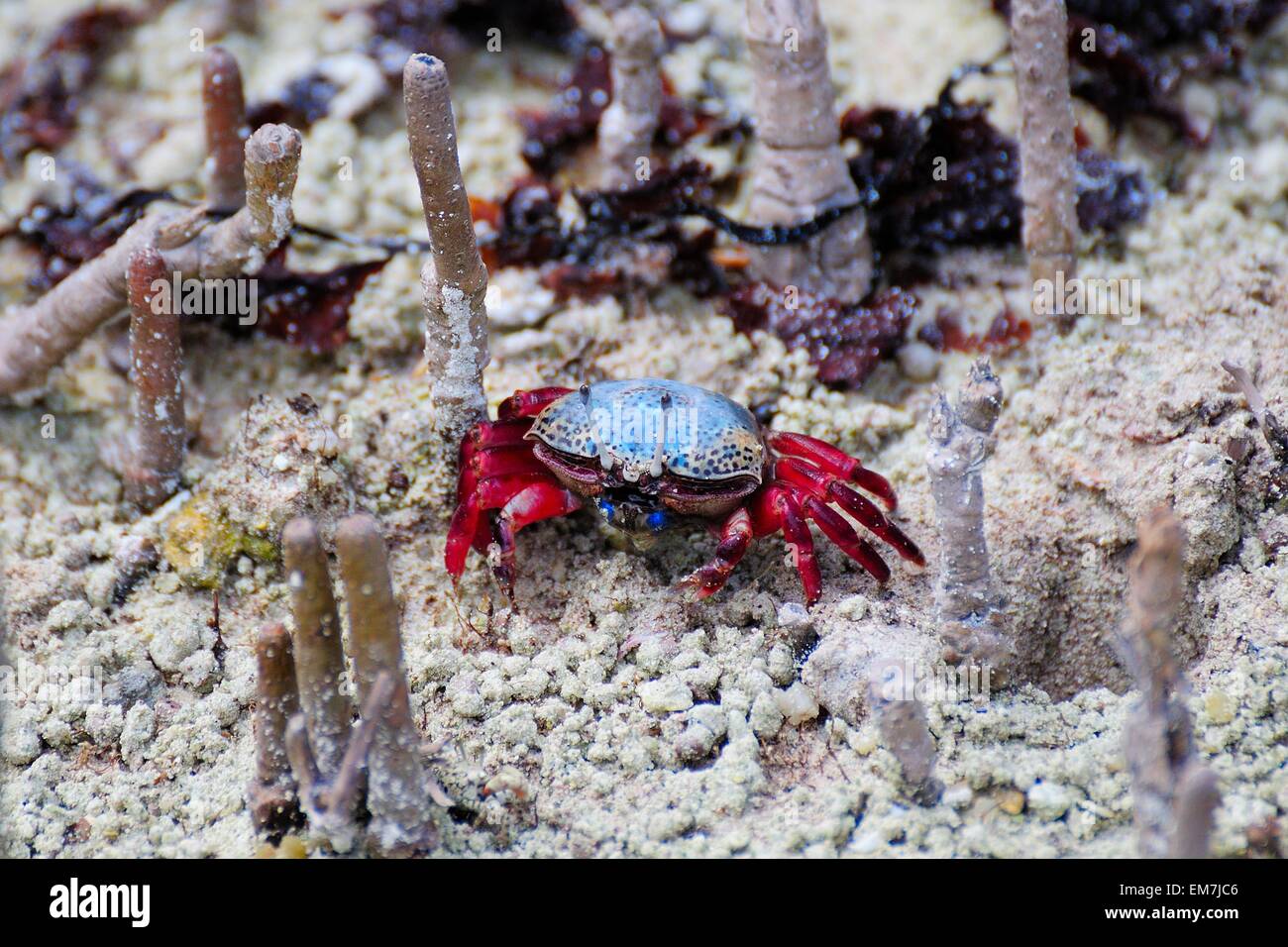 Fiddler Crab (Uca tetragonon) without fully grown claws, Curieuse Island, Seychelles Stock Photo