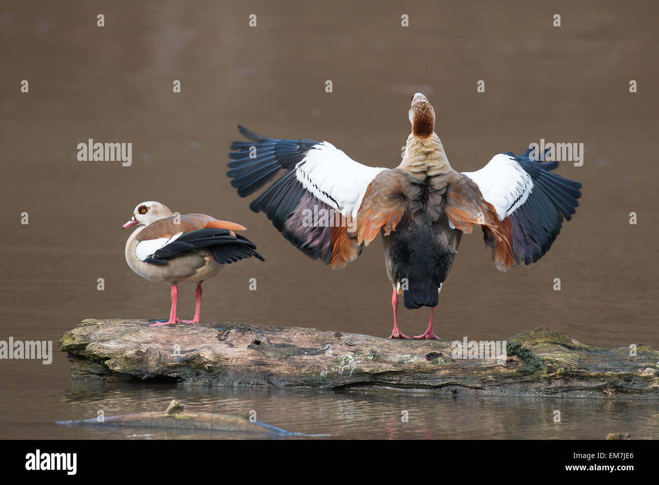 Egyptian Geese (Alopochen aegyptiacus), courting, Hesse, Germany Stock Photo