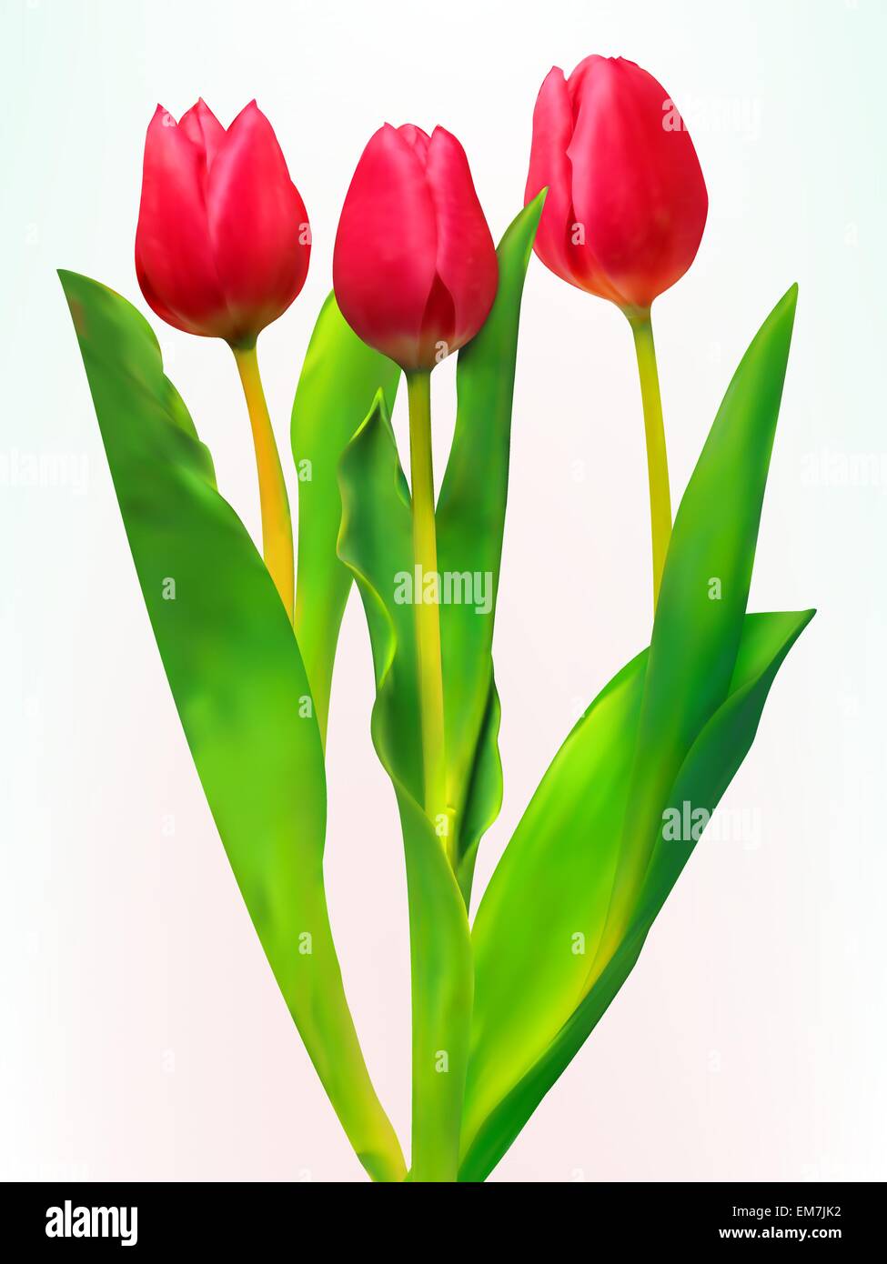 Birthday card with tulips Stock Vector Images Alamy