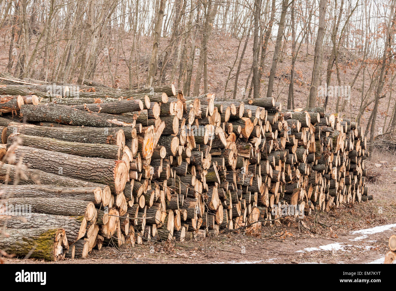 Big pile of wood in the forest Stock Photo