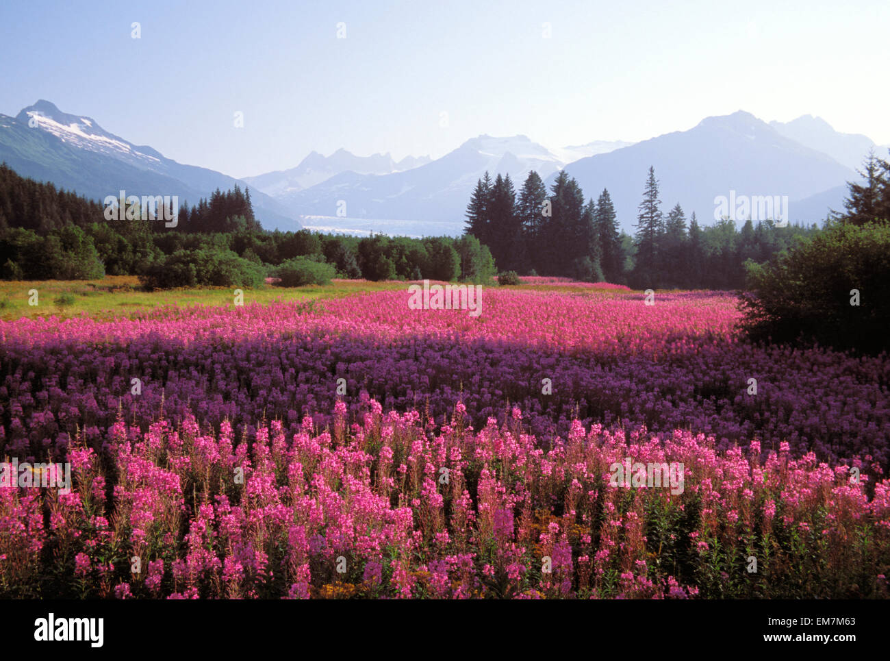 Alaska, Juneau, Mendenhall Valley, Tongass National Forest, Field Of ...