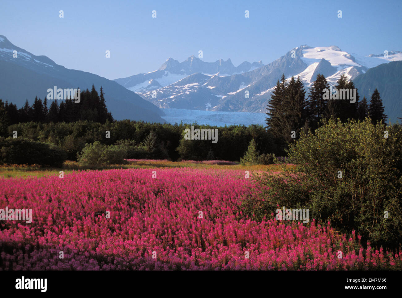 Alaska Juneau Mendenhall Valley Tongass National Forest Field Of 