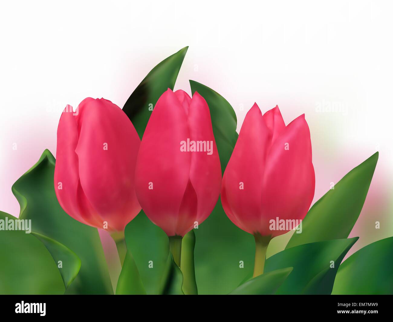 Три Тюльпана Цена